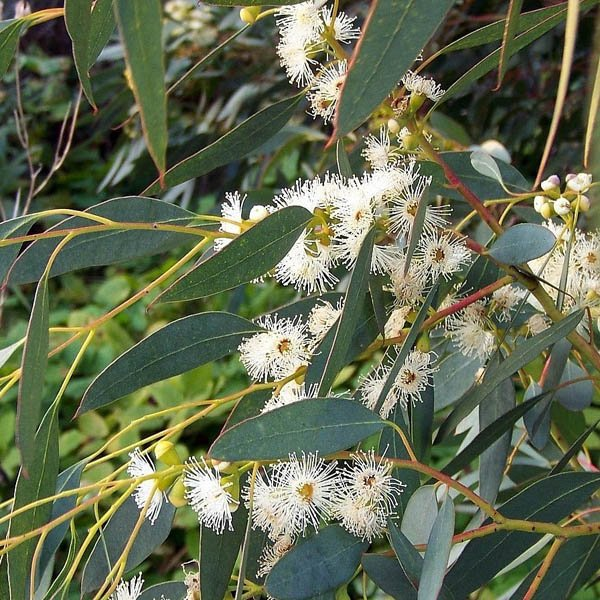 Blue Mallee Eucalyptus oil – connections with the past